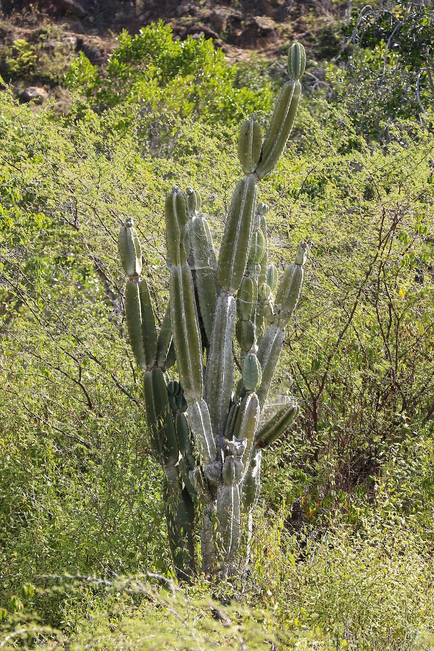 Cactus junto al Camino Real de Barichara a Guane