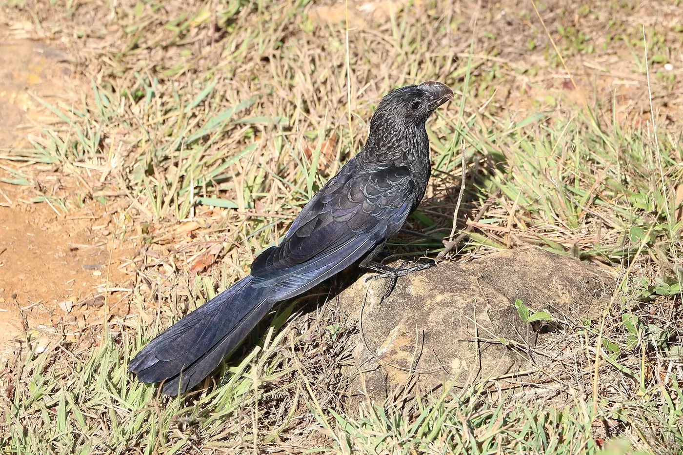 Garrapatero negro posado en una rama junto al Camino Real
